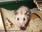 Hamster Harald
