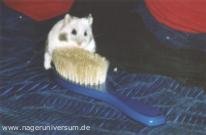 Hamster Poldi